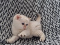Scottish straight shorthair dişi