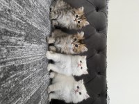 British Longhair Yavrularımız 50 Günlük