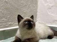 british shorthair blue point