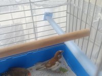 Kendi imalatım erkek ispinoz