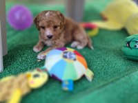 Maltipoo Yavrularımız