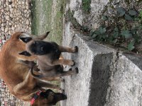 Eğitime Hazır Formunda Belçika Malinois (Dişi)