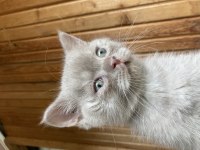 British shorthair 2 aylık yavrular