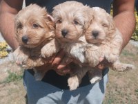 Maltipoo Kalite Yavrular Irk Sağlık Garantili