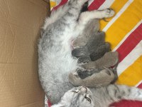 Dünya tatlısı british shorthair bebişler