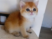 Çikolata golden dişi yavru british shorthair