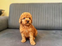 TOY POODLE RED BROWN YAVRULAR