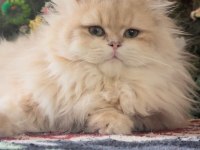 BLH COLOR cy12 British Longhair