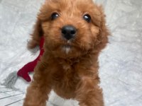 Yavru Dişi Toy Poodle