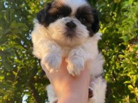 Mükemmel Shih Tzu Yavrular
