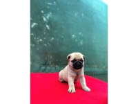 A KALİTE PUG (RIFKI)