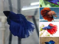 Renk renk Halfmoon Betta Balıkları Adana