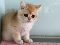 En güzel golden british shorthair ve longhair yavrular