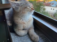 3 aylık erkek british shorthair