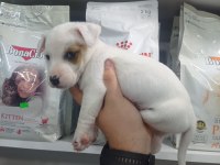 2 AYLIK ERKEK JACK RUSSELL