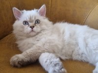 Yavru british longhair