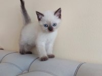 ÇİKOLATA POİNT 2 DİŞİ 1 ERKEK UYGUNA VERİLECEK SCOTTİSH