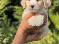 Maltipoo Yavrular Adrese Gönderim ve Kapıda Ödeme Vardır