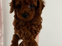 Red Brown KoreLan Toy Poodle Yavrular