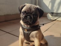 3 Aylık Erkek Pug Yavrusu