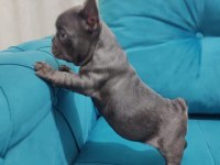 A kalite french bulldog yavrular