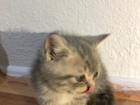 Anne scottish fold baba british shorthair