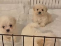 Kore maltese terrier bebeklerimiz