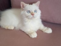 Minik Şaşkın İran Kedisi