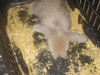Hollanda lop tavşan yavrusu
