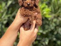 Mersin Toy Poodle Yavrularımız