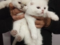 Anne baba şecereli koca kafa british shorthair yavrular
