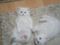2-3-4 aylık chinchilla beyaz yavrular