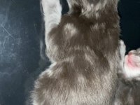 XXXL 10 günlük 2 erkek yavru ŞAMPİYON KAN HATTI KEDİMİZ