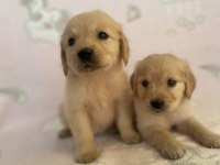 Golden retriever bebeklerim yeni yuvasını arıyor