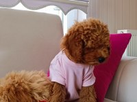 Yavru toy poodle