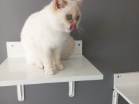 British shorthair red point