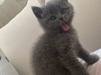 British Shorthair Dişi ve Erkek Yavrular