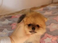 Orjinal pomeranian boo