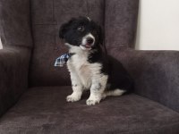Bayram öncesi Acil 2 aylık erkek güzeli Border Collie
