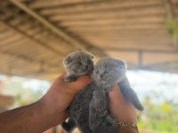Yavru scottish fold kediler