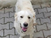 Golden retriever ücretsiz sahiplendirme