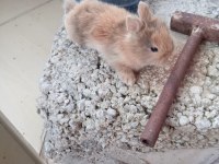 Cüce tavşan