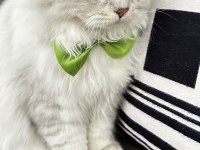 British longhair kedime eş arıyorum