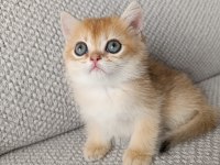 Safkan British Golden Shorthair Yavrular
