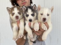 Her Renk Husky Yavrularımız
