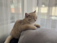 3 AYLIK KEDİMİZ
