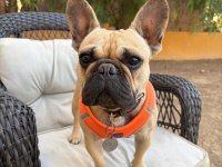 1 yaşında dişi fransız bulldog