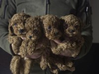 Sevimli Poodle Yavrular 