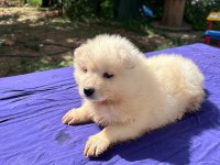 KAR TOPU SAMOYED BEBEKLER