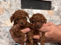 Teacup Poodle Kızlar Hazır